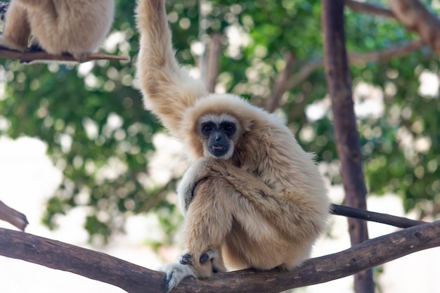 Beautiful Grey Langur Monkey on a branch looking at the camera