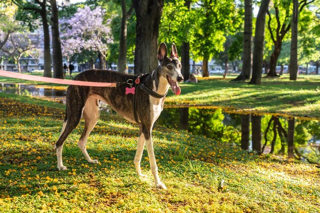 Beautiful greyhound illuminated by bright sunlight at sunset in the park