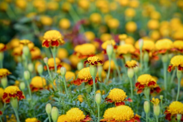 타이거 아이 메리골드(Tiger Eye Marigold) 또는 타게테스 파툴라(Tagetes Patula)의 아름다운 그룹 노란색과 빨간색 꽃