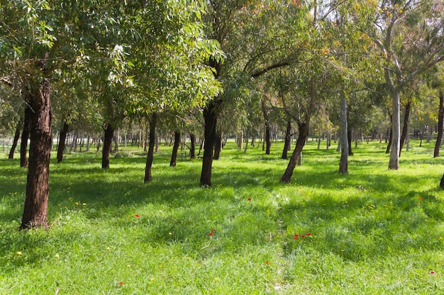 Beautiful grove in the spring