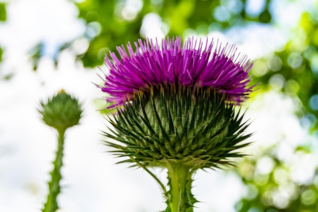 Beautiful growing flower root burdock thistle on background meadow photo consisting from growing flower root burdock thistle to grass meadow growing flower root burdock thistle at meadow countryside