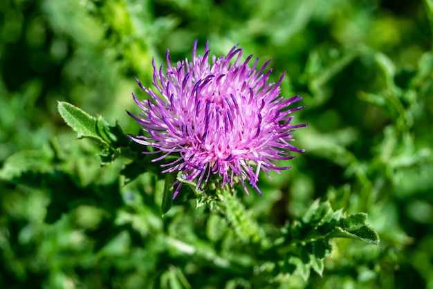 Beautiful growing flower root burdock thistle on background meadow photo consisting from growing flower root burdock thistle to grass meadow growing flower root burdock thistle at meadow countryside