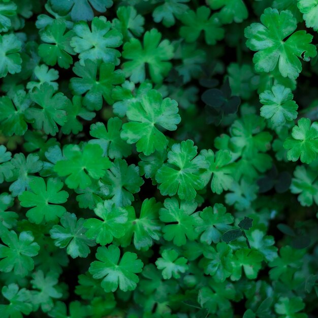 Beautiful growing plants with green leaves