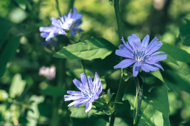 美しい夏の自然の背景の植物 自然の背景のパターン デザインの質感