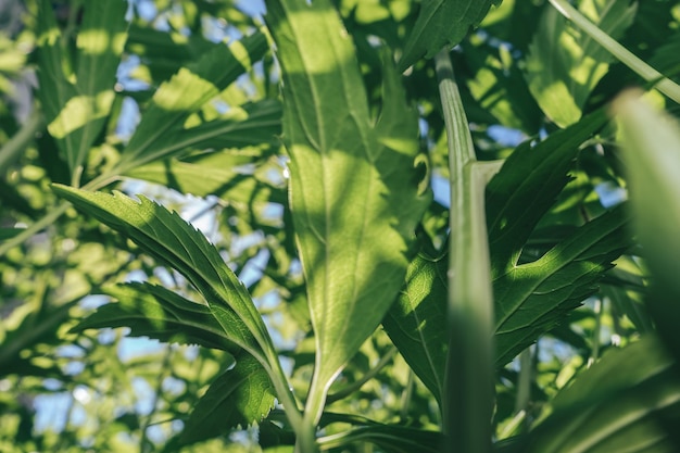 Photo beautiful growing summer nature background plant natural backcrgound pattern texture of design