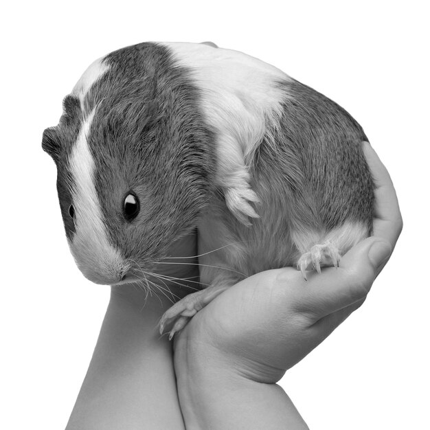 Beautiful guinea pig on hand isolated on white background