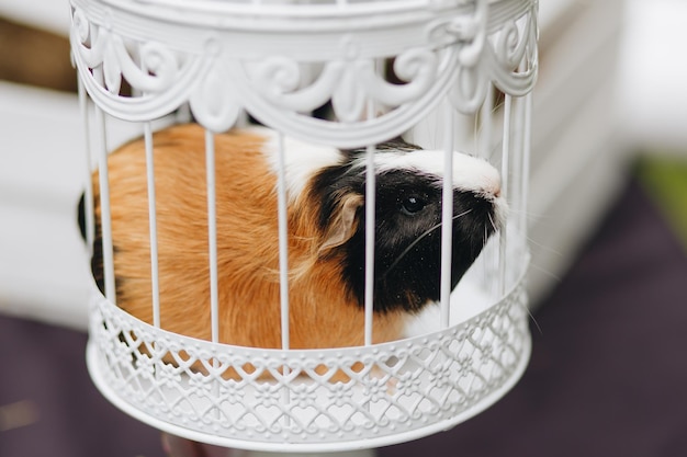 The beautiful guinea pig taken from in side the cage