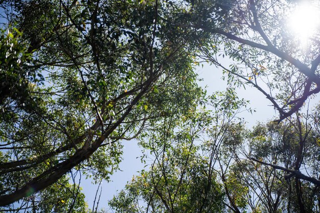 beautiful gum Trees and shrubs in the Australian bush forest Gumtrees and native plants growing in Australia in spring