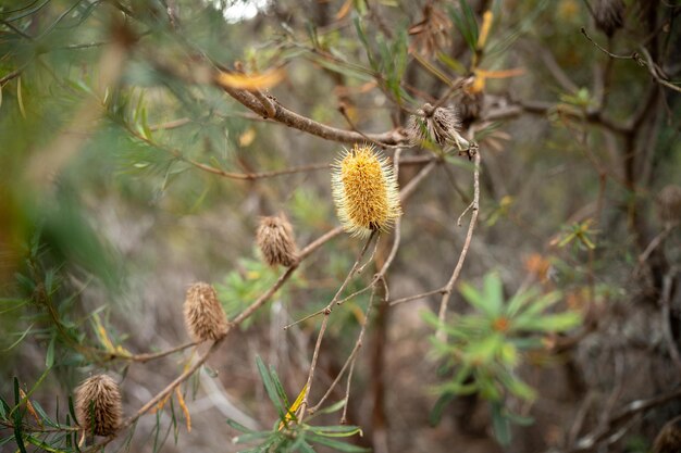 beautiful gum Trees and shrubs in the Australian bush forest Gumtrees and native plants growing in Australia in spring