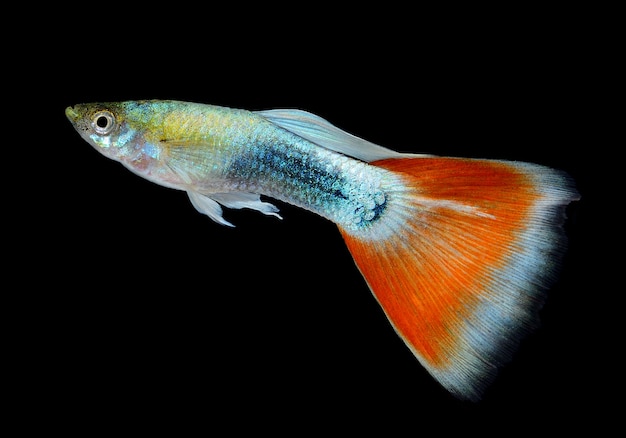 Beautiful Guppy Isolated on Black space