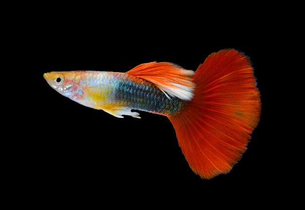 Beautiful Guppy Isolated on Black space