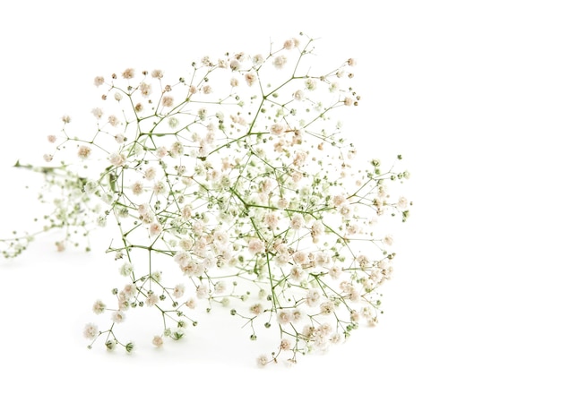 Foto bellissimi fiori di gypsophila su sfondo bianco