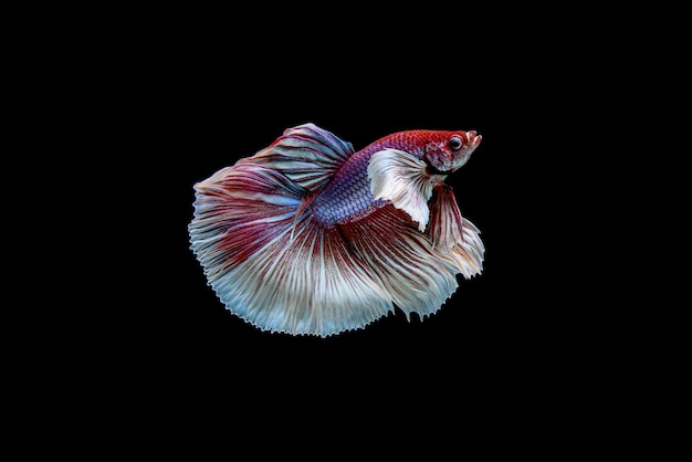 Красивый полумесяц бело-красный Betta splendens, сиамские бойцовые рыбы или Pla-kad в тайских популярных рыбках в аквариуме.