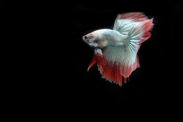 Beautiful halfmoon cambodian betta fighting fish on black blackground