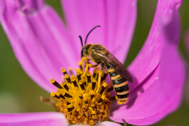 Beautiful halictidae on a cosmos flower solitary bees halictus