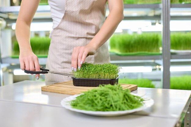 Beautiful hands of a woman in an apron cut off fresh microgreen shoots with scissors