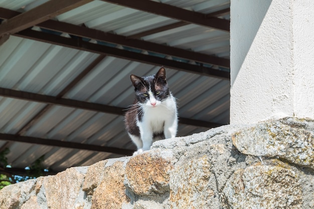 Beautiful handsome stray cat rests basking in the morning sun perched on a wal