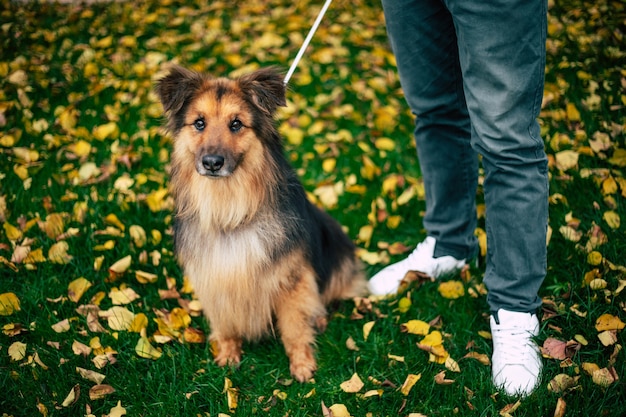 美しい幸せな面白い犬が遊んでいて、屋外で楽しんでいます