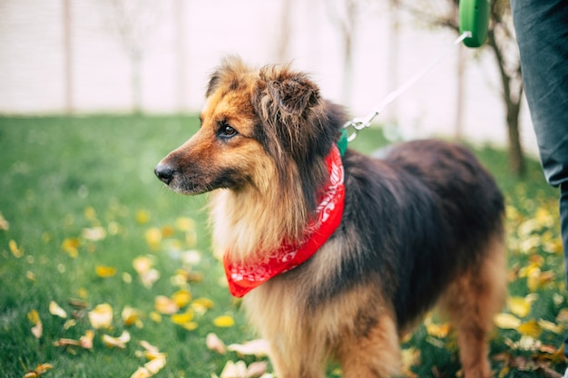 Beautiful happy funny dog is playing and having fun outdoors