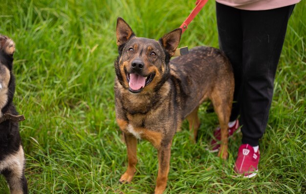 Beautiful happy funny dog is playing and having fun outdoors