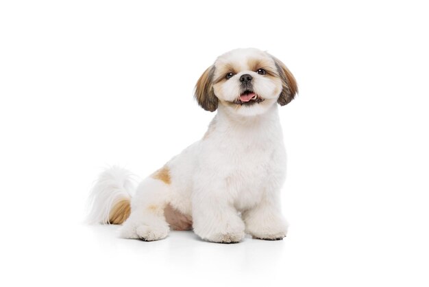 Beautiful happy smiling little pet purebred shih tzu dog sitting with smile and looking isolated on