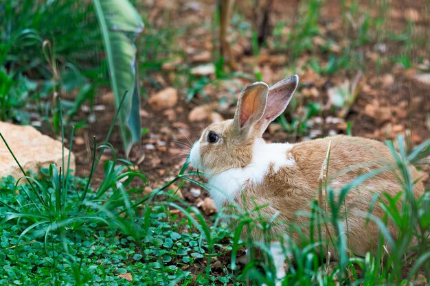 Beautiful hare in the green grass