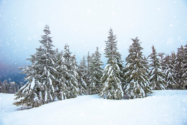 Beautiful harsh view of fir trees in the snow and slopes in the cold northern country