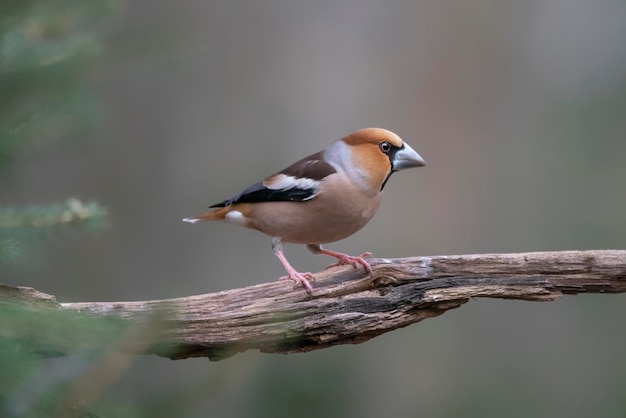 Beautiful Hawfinch (Coccothraustes coccothraustes) on a branch in the forest