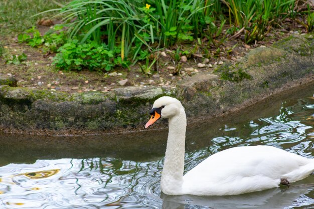 The beautiful head of a swan