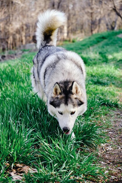 Beautiful healthy dog of the Siberian husky breed runs on the green grass.