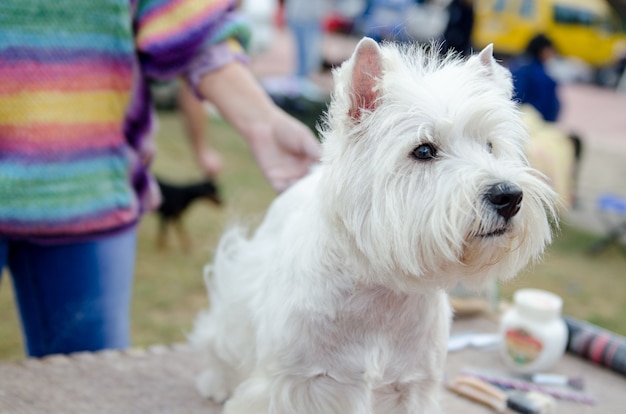 美しく健康な犬のウエスト・ハイランド・ホワイト・テリアが展示会の準備をし、ホストの近くに座っています。