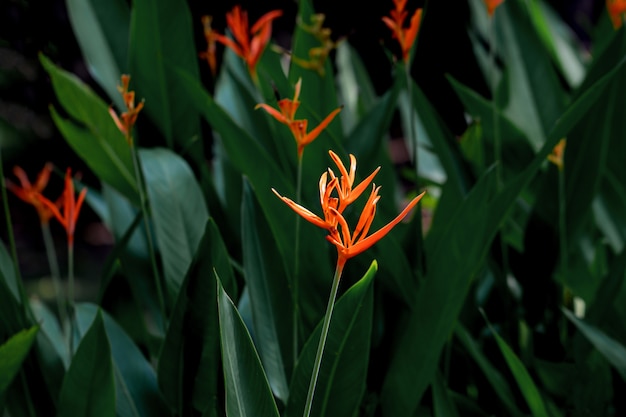 写真 美しいヘリコニアの花。ドワーフジャマイカの花または偽の楽園の鳥としても知られています