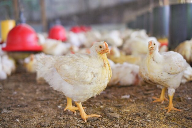 beautiful hen walking around the farmyard