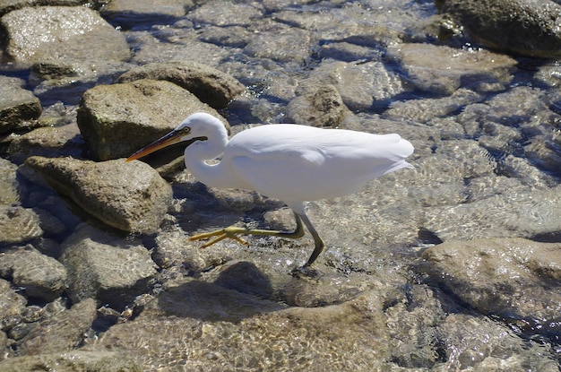 Beautiful heron walking on stones on the red sea closeup White egret