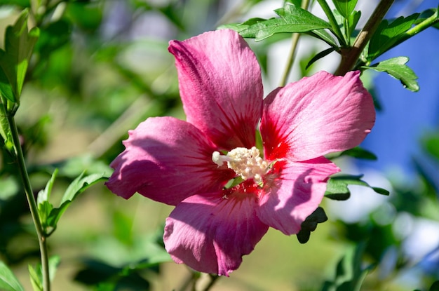 Beautiful hibiscus flowers in the garden on a summer day. the\
beauty and diversity of flowers.