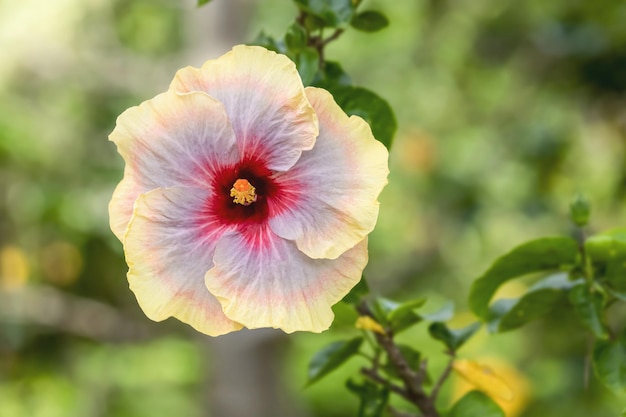 Photo beautiful hibiscus is blooming