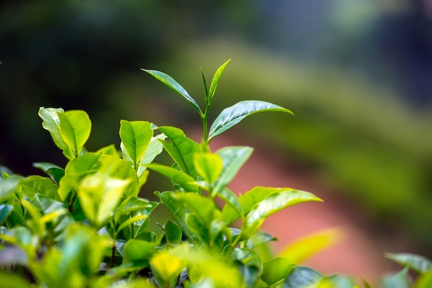 Beautiful highland tea plantations in Sri Lanka