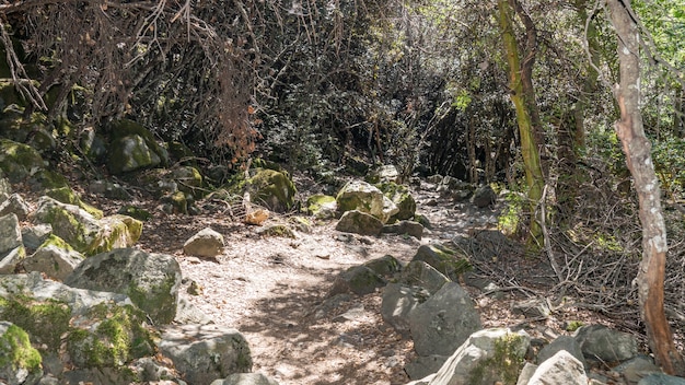 Beautiful hiking trail in the forest of Cyprus.