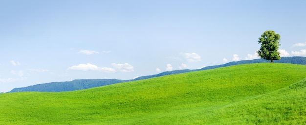 Beautiful hills blooming meadows and lonely tree