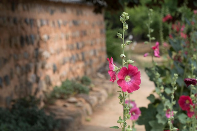 beautiful hollyhock in the outside