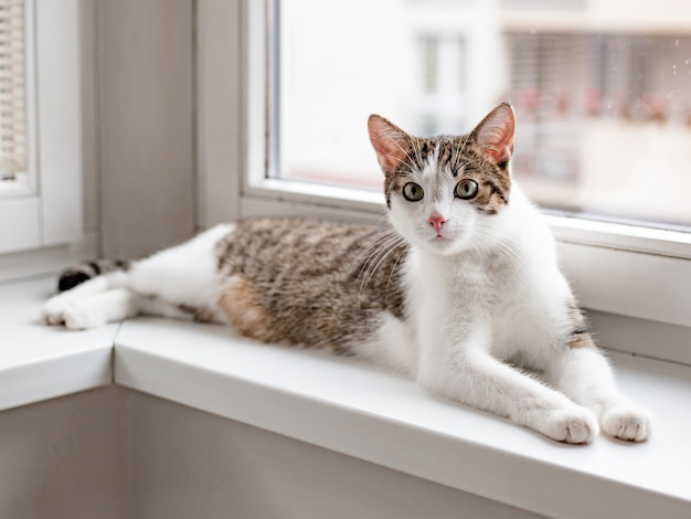 Beautiful home cat lying on the window