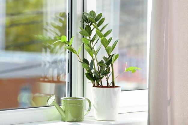 Beautiful home plant on windowsill