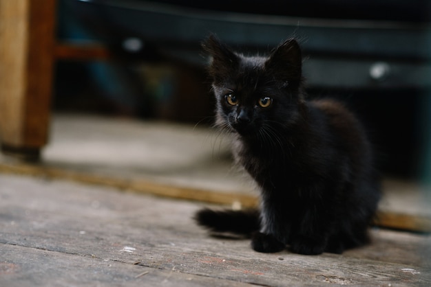 黒い色の美しいホームレスのふわふわ子猫。