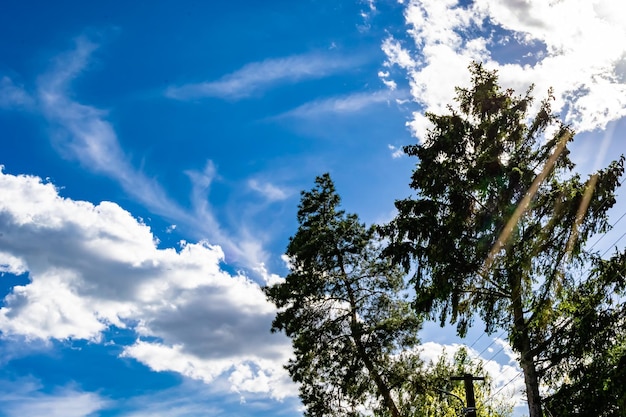 Beautiful horizon scenery in village meadow on color natural background photography consisting of horizon scenery in meadow village at long sedge horizon nature scenery in village meadow for animal