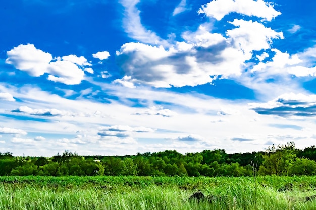 Beautiful horizon scenery in village meadow on color natural background photography consisting of horizon scenery in meadow village at long sedge horizon nature scenery in village meadow for animal