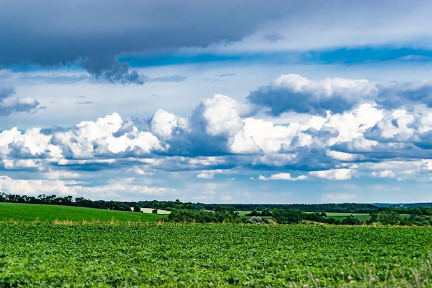 Beautiful horizon scenery in village meadow on color natural background photography consisting of horizon scenery in meadow village at long sedge horizon nature scenery in village meadow for animal