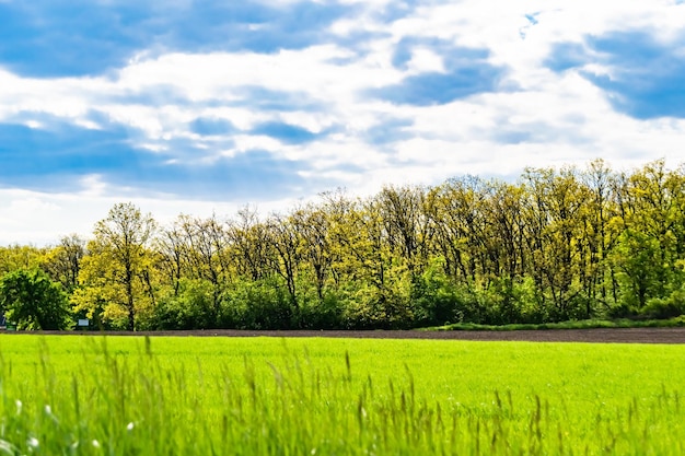 Beautiful horizon scenery in village meadow on color natural background