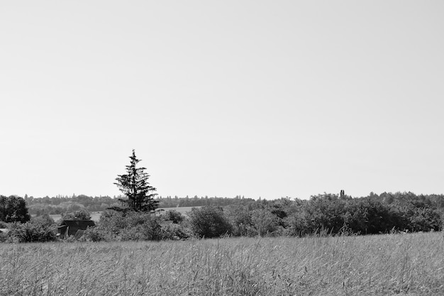 Beautiful horizon scenery in village meadow