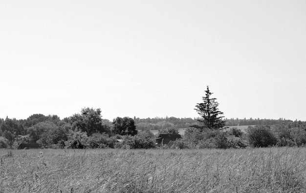 Beautiful horizon scenery in village meadow