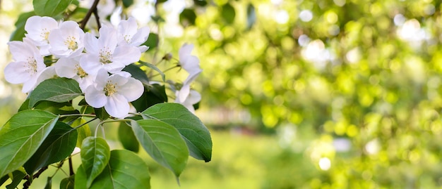 Красивый горизонтальный весенний зеленый фон с цветущей яблоней